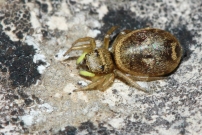 Une araigne femelle paralyse par un pompile. (Araneae - Salticidae - Heliophanus tribulosus)